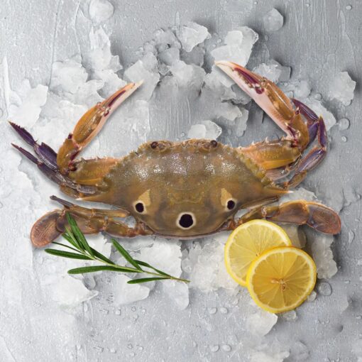 3 Spot Crab - Image 2