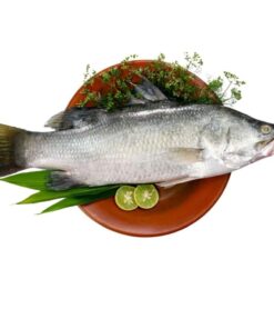 Bhetki Koral