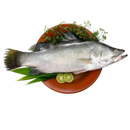Bhetki Koral