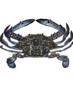 Blue Swimmer Crab