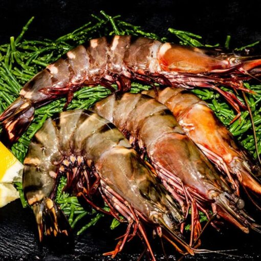 Brown Shrimp (Headless) - Image 3