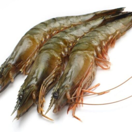 Brown Shrimp (Headless) - Image 4