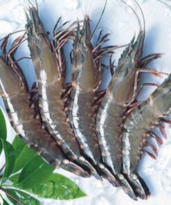Cat Tiger Shrimp (Head-On)