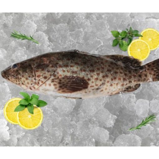 Grouper 1kg - Image 3
