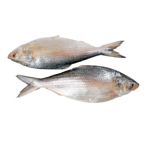 Hilsha Fish - Image 3