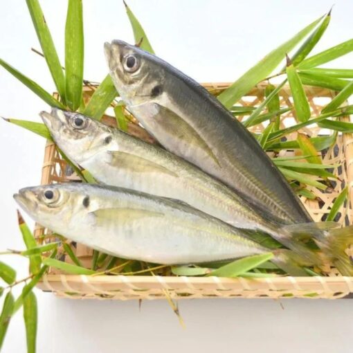 Horse Mackerel