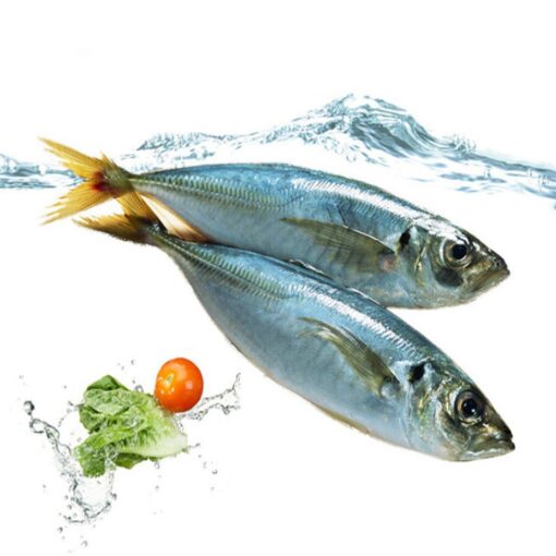 Horse Mackerel - Image 2