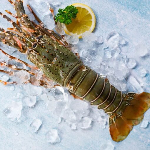 Lobster - Image 2
