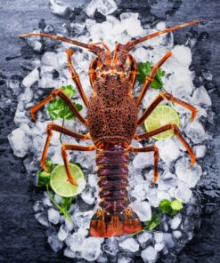 Lobster