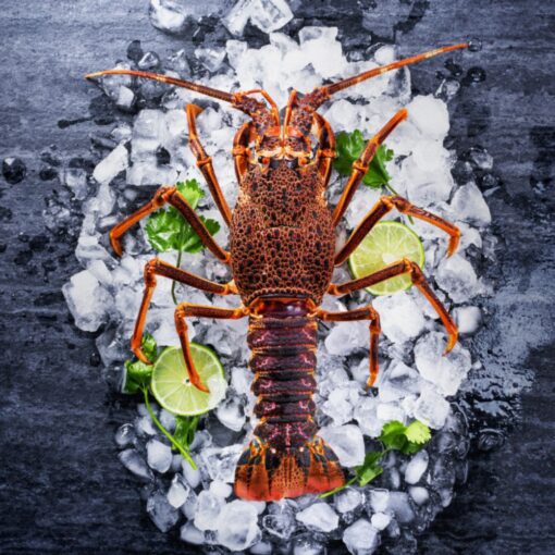 Lobster