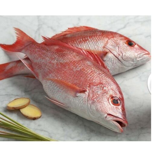 Red Snaper 1kg - Image 3
