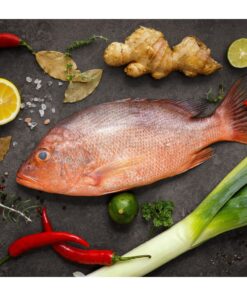 Red Snapper