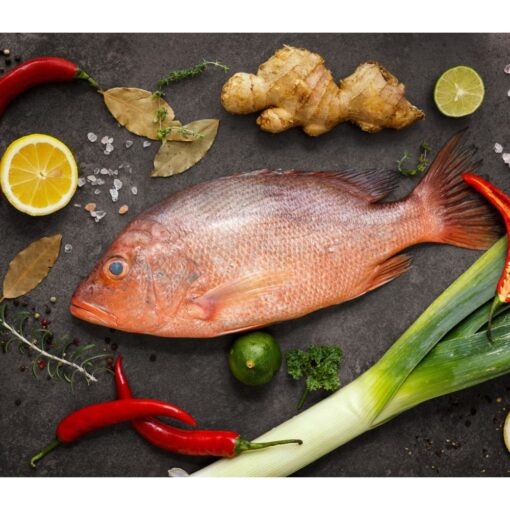 Red Snapper