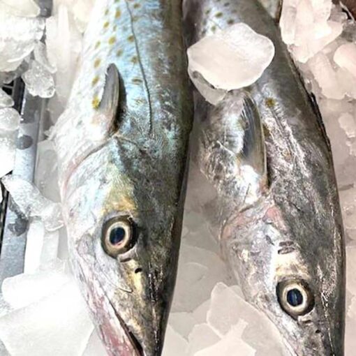 Spanish Mackerel - Image 2