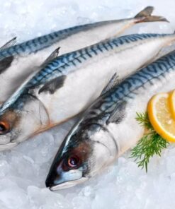 Spanish Mackerel