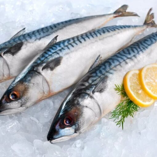 Spanish Mackerel