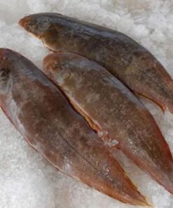 Tongue Sole