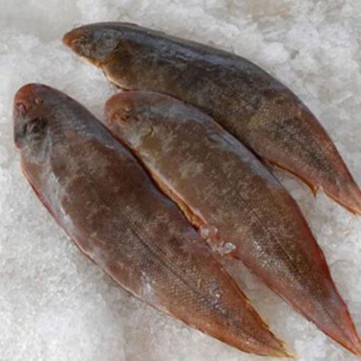 Tongue Sole