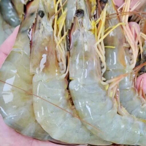 White Shrimp (headless) - Image 2