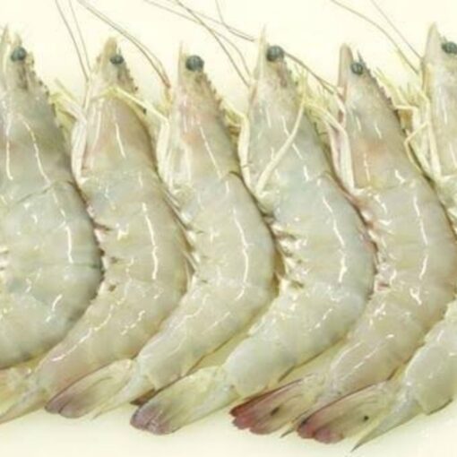 White Shrimp (headless) - Image 3