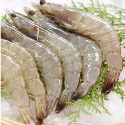 White Shrimp (headless)