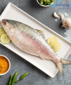 Hilsha Fish