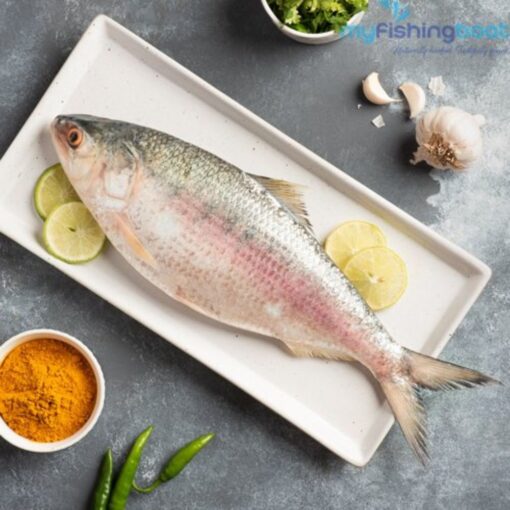 Hilsha Fish