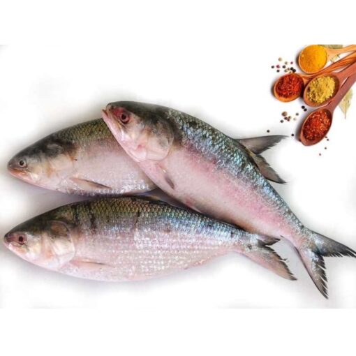 Hilsha Fish - Image 3