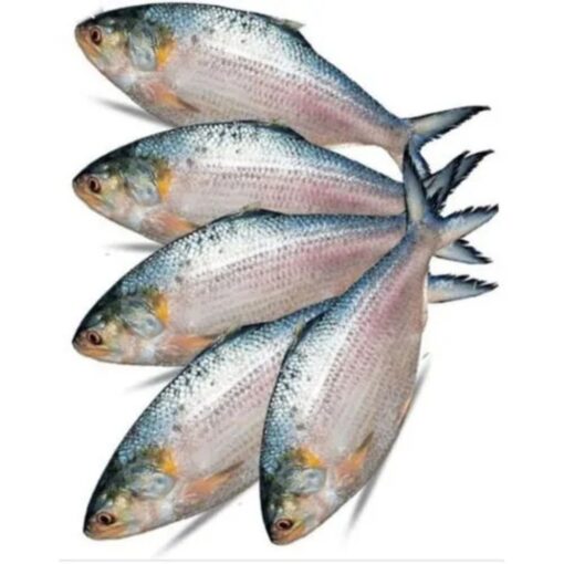 Hilsha Fish - Image 2