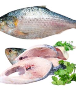Hilsha Fish