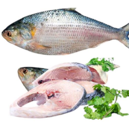Hilsha Fish