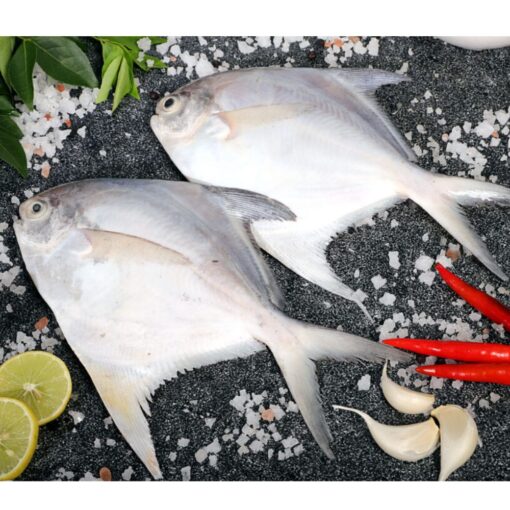 Silver Pomfret - Image 2