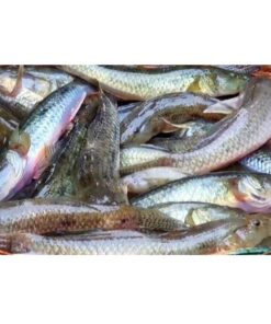 Rever Fish