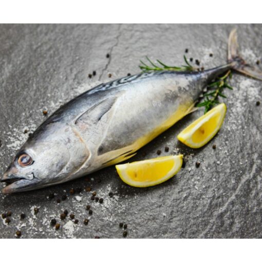 Tuna - Image 3